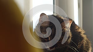 Close-up muzzle of curious grey cat sitting windowsill in sunlight and looking around. Furry pedigreed pet relaxing.