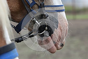 Close-up on Muzzle of a Draft Horse