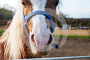 Close-up of muzzle of farm horse with bridle in paddock in pasture