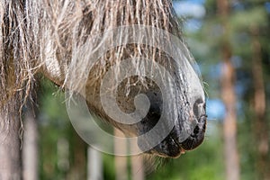 Close up of the muzzle of a gray Icelandic horse