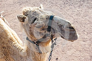 Close-up of a muzzle, head of a camel during the caravan ride trip in Eilat desert in Israel