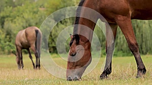 close-up of the muzzle of a horse that bowed its head and nibbles the grass