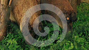 Close-up of the muzzle of a mangalica pig. The Hungarian Downy Mangalitsa belongs to the rare even-toed and exotic