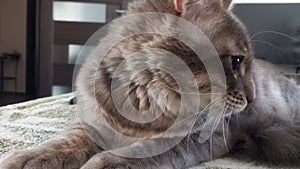 Close-up of the muzzle of a sleepy gray maine coon