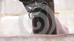 Close-up of the muzzle of a thoroughbred horse standing behind a fence on a farm. The horse`s nostrils are brown. Horse riding tra