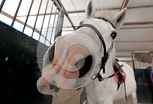 Close up muzzle of white horse