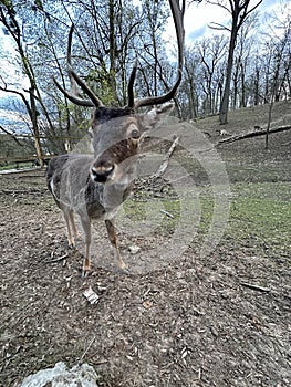 Close-up of the muzzle of a young deer. A deer with antlers walks in the forest. Large horned animal in the reserve