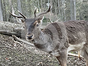 Close-up of the muzzle of a young deer. A deer with antlers walks in the forest. Large horned animal in the reserve