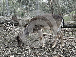 Close-up of the muzzle of a young deer. A deer with antlers walks in the forest. Large horned animal in the reserve