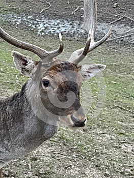 Close-up of the muzzle of a young deer. A deer with antlers walks in the forest. Large horned animal in the reserve