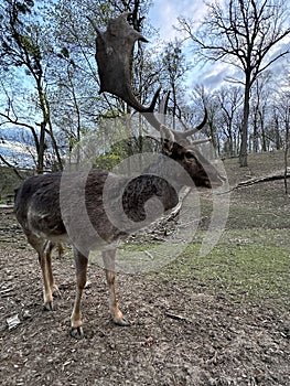 Close-up of the muzzle of a young deer. A deer with antlers walks in the forest. Large horned animal in the reserve