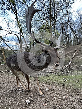 Close-up of the muzzle of a young deer. A deer with antlers walks in the forest. Large horned animal in the reserve