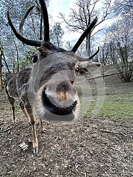 Close-up of the muzzle of a young deer. A deer with antlers walks in the forest. Large horned animal in the reserve