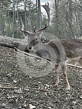 Close-up of the muzzle of a young deer. A deer with antlers walks in the forest. Large horned animal in the reserve