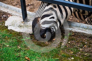 Close-up of the muzzle of a zebra that eats grass
