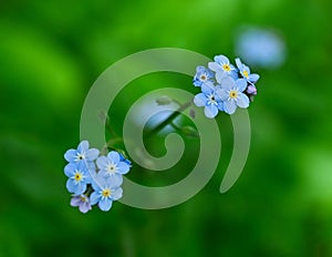 Close-up of myosotis sylvatica