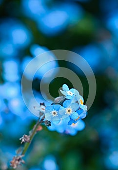 Close-up of myosotis sylvatica