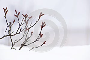 Close up Myrica gale bush branches with snow. Low angle winter botanical scene. Depth of field. Soft natural forest minimalistic n