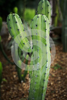 close up Myrtillocactus geometrizans f. cristata in deset plant garden