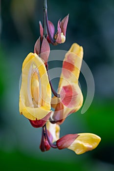 Mysore trumpetvine thunbergia mysorensis photo