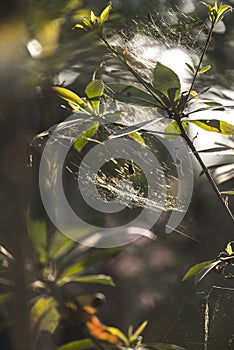 Close-up of a mysterious spider net. spider webs