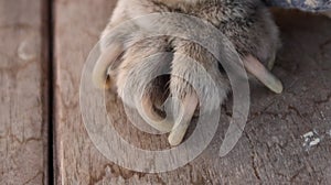 Close-up of nails and legs, brown hair, pet health concept.