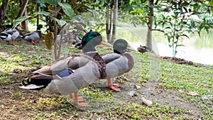 Close up of Nakhon Pathom Egg Duck