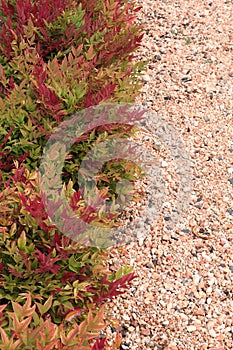 Close-up of Nandina domestica \'Obsessed\' with a decorative pink gravel mulch