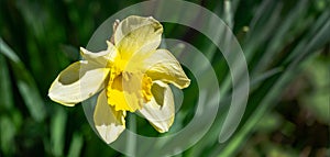 Close-up of narcissus flower in spring garden. Beautiful daffodil or jonquil. Picture from live nature. Spring landscape