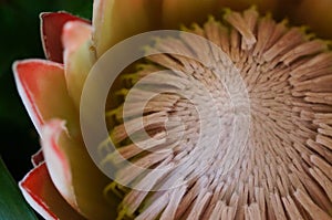 Close-up narrow focus of petals of protea, flower of South Africa