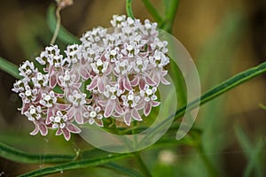 Close up of Narrow leaf milkweed Asclepias fascicularis wildflowers