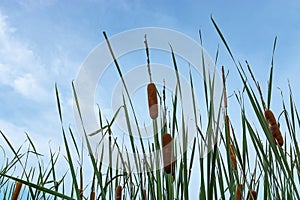 Narrow-leaved Cattail plant