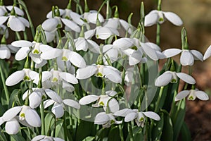 Greater snowdrop (galanthus img