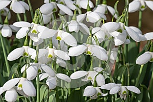 Greater snowdrop (galanthus img