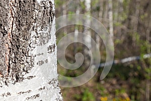 Close-up of a national birch tree trunk with a porous bark against a background of deciduous Russian green forest. Desktop