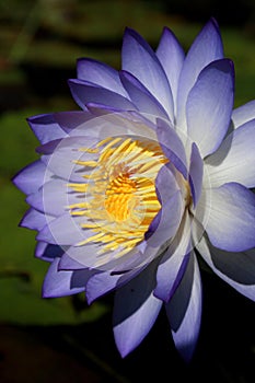Close-up of a native Australian water lily Nymphaea violacea in the wild