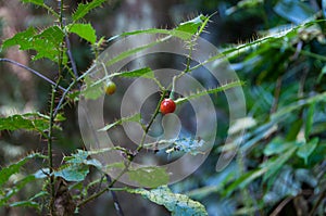 Close up of native Australian wild red berry with hair-like spikes on leaves