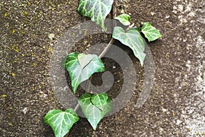 Close-up of a natural background of green ivy stems with leaves crawling on a cement wall