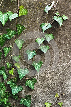 Close-up of a natural background of green ivy stems with leaves crawling on a cement wall