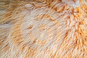 Close up of natural brown fur texture background