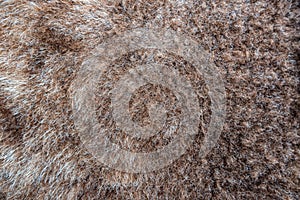 Close up of natural brown fur texture background