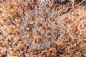 Close up of natural brown fur texture background