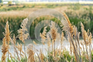 Close up of natural brown grasses growing around a lake viewed on a sunny day