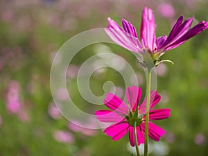 Close up of natural Cosmos flower
