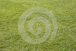 close up natural green grass