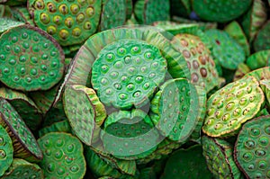 Close up of natural green lotus seed pods blossom