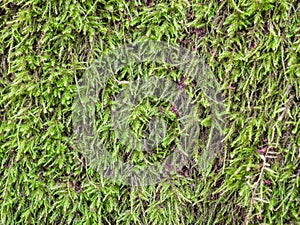 Close up with natural green moss on a bark tree