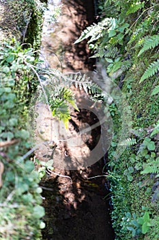 Close up of a natural pound surrounded by rocks and moss in Madeira forest