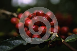 Close-up natural red coffee beans fruit on the tree