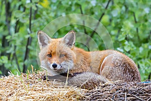 Close-up red fox vulpes on straw photo